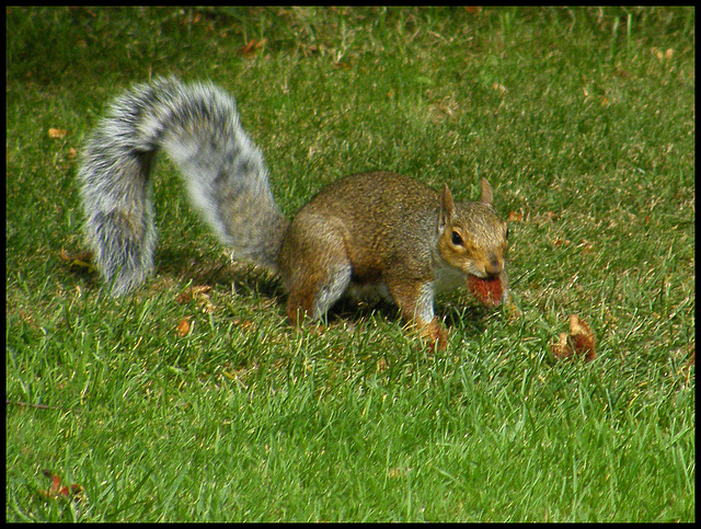 squirrel going nuts