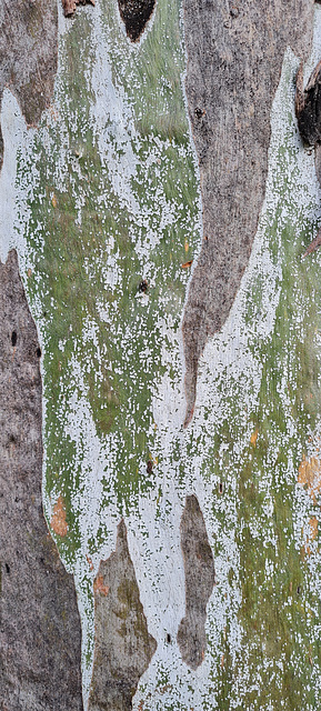 Eucalypt trunk