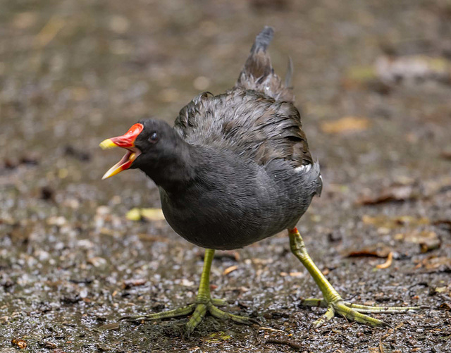 Moorhen