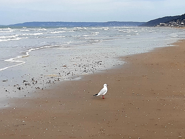 La Mouette en recherche de moules