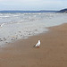 La Mouette en recherche de moules