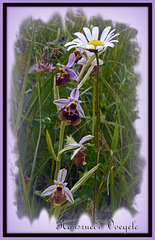 Hummel-Ragwurz, “Hummel” (Ophrys holoserica)mit Margerite