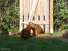 Caithlin and Rags say hello