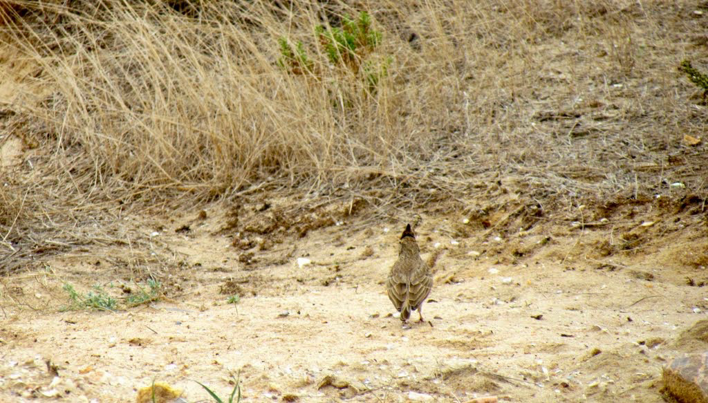 Crested Lark (Galerida cristata) Alvor estuary (2011)