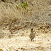 Crested Lark (Galerida cristata) Alvor estuary (2011)