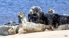 Seals on Findhorn Beach at low tide