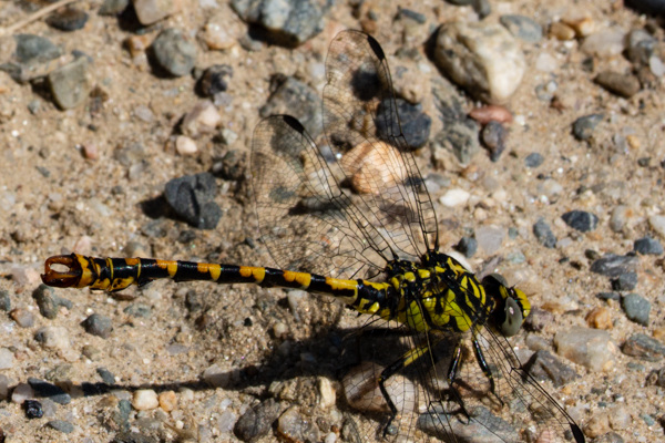 Small Pincertail-DSA 7042