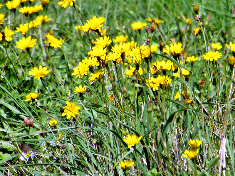 Flowers Of the Fields