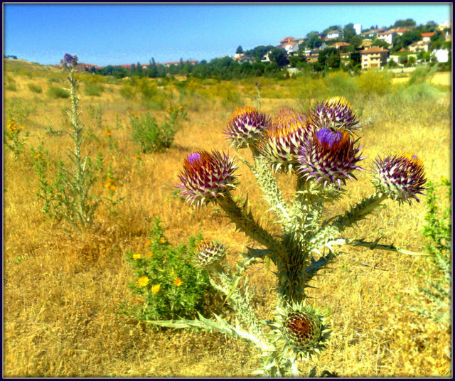 Cardoons. Valderrey, Algete