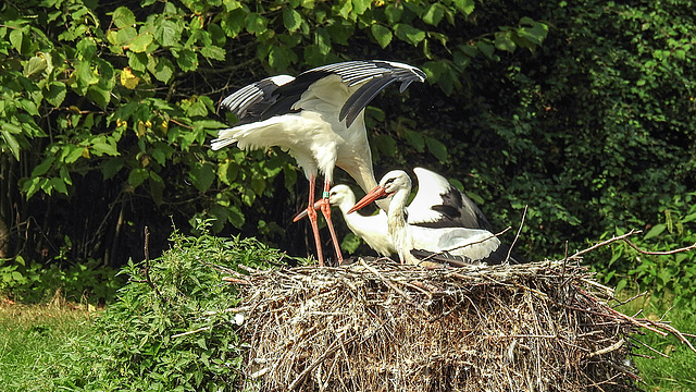 20190901 5522CPw [D~VR] Weißstorch, Vogelpark Marlow