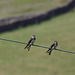 Sand Martins waiting to be fed