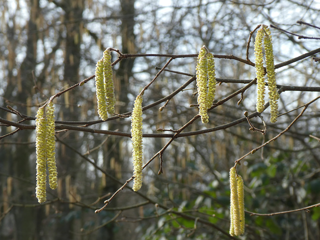 Haselblüten