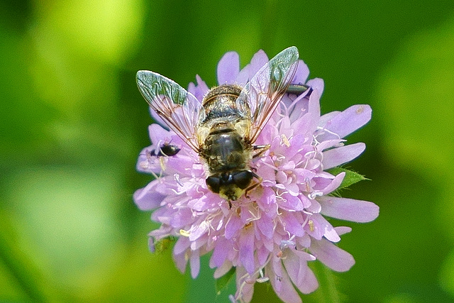 Schwebfliege auf Skabiose