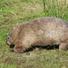 Wombat on the move