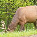 a browsing elk