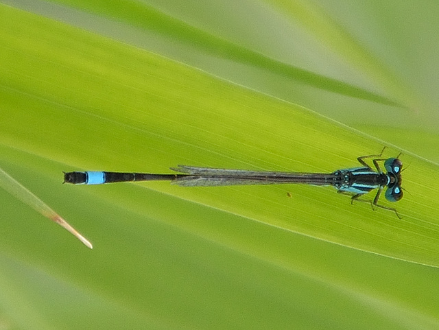 Common Bluetail m (Ischnura elegans) DSB 1079