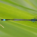Common Bluetail m (Ischnura elegans) DSB 1079