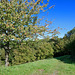 unter der Stadtmauer Dilsberg (© Buelipix)