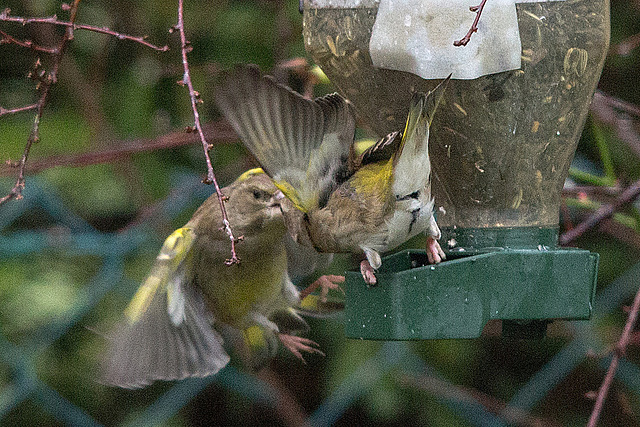 20150129 6716VRTw [D~RI] Grünfink (Carduelis chloris), Rinteln