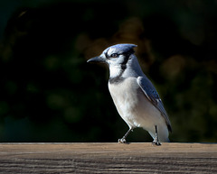 BlueJay