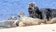 Seals on Findhorn Beach at low tide