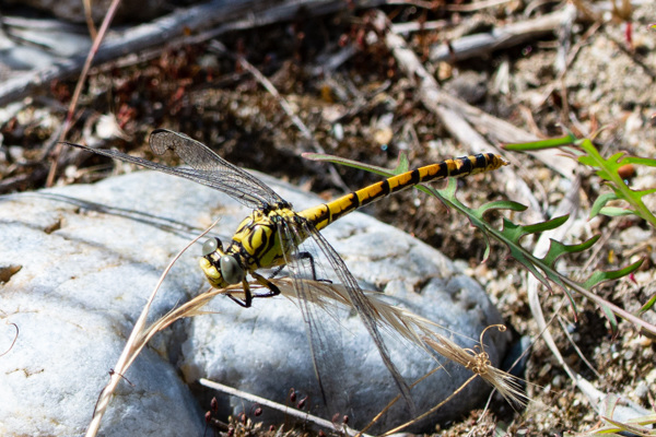 Small Pincertail-DSA 7056