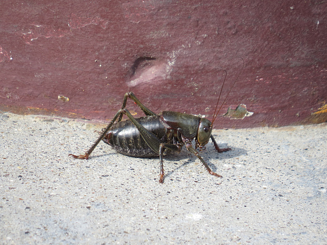 Mormon Cricket