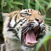 Tiger cub 1