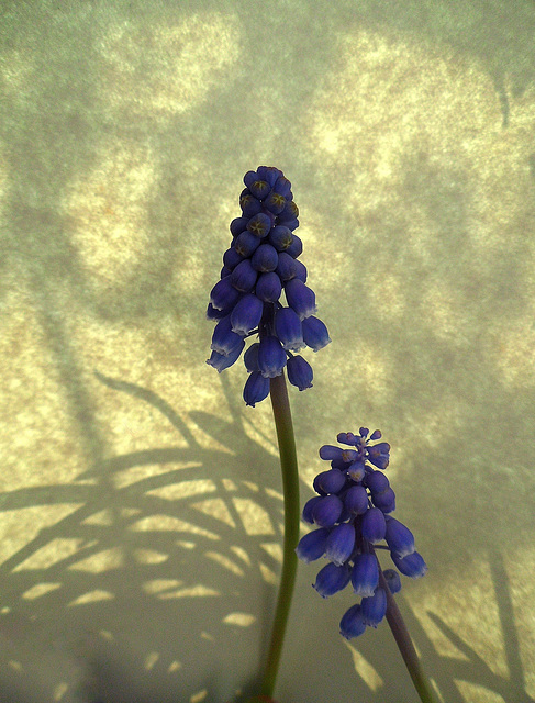 fiori del mio balcone