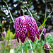 20210419 0060CPw [D~LIP] Schachbrettblume (Fritillaria meleagris), Bad Salzuflen