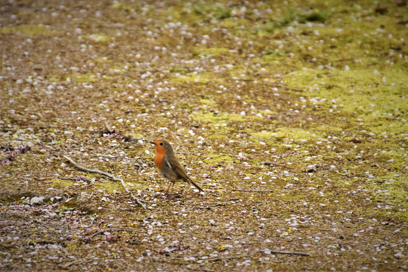 le Rouge-gorge