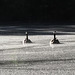 Canada geese honking at Branco