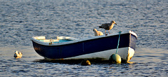 Gull and Boat 4