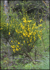 Cytisus scoparius (4)