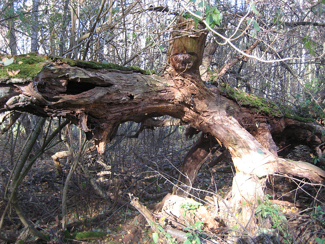 Naturschutzgebiet Schöbendorfer Busch