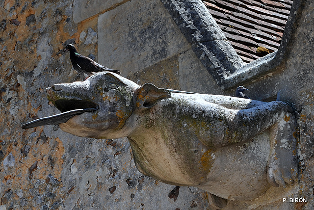 Gargouille de l'Eglise Notre-Dame du Mont Harou à Moutiers-au-Perche - Orne - Basse Normandie