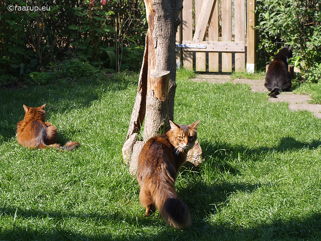 Rags between his two ladies