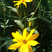 008 Staudensonnenblume (Helianthus atrorubens)