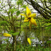 Wilde Tulpen im Park (PiP)