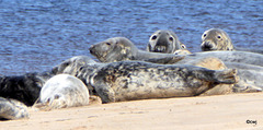 Seals on Findhorn Beach at low tide