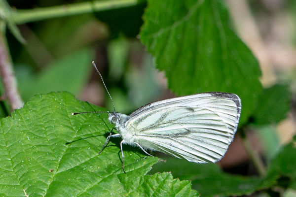 Small White-DSA 6931