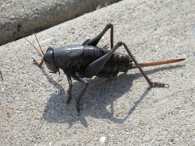 Mormon Cricket