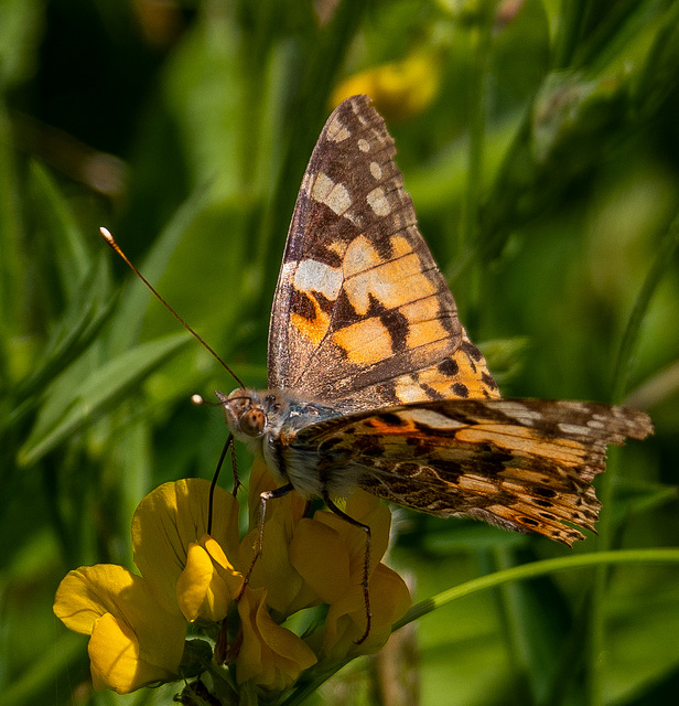 Painted lady butterfly