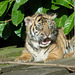 Tiger cub 1 1