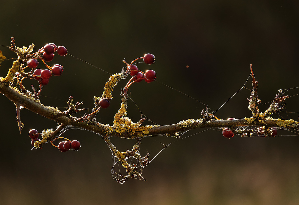 Webbed!