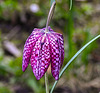 20210419 0061CPw [D~LIP] Schachbrettblume (Fritillaria meleagris), Bad Salzuflen