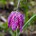20210419 0061CPw [D~LIP] Schachbrettblume (Fritillaria meleagris) [Schachblume], Bad Salzuflen