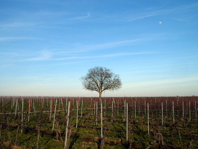 Nussbaum im Rebenfeld