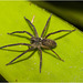 IMG 9538 Spider