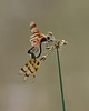 celithemis eponina